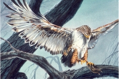 103 - Ferruginous Hawk, Watercolor SOLD.