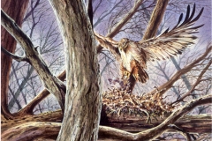 104 - Ferruginous Hawk, Mealtime Watercolor SOLD