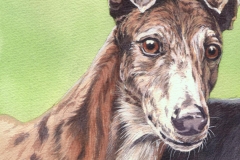 251 - Grayhound portrait 1 for commission