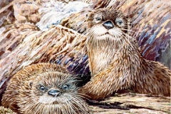 262 - River Otter commission