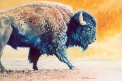 217 - Yellowstone Buffalo SOLD