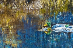 On The Pond, Mallardl